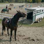 Wedstrijdstress bij paarden