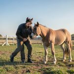 Opleiding van jonge paarden