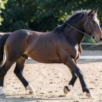 Vrijheidsdressuur basics