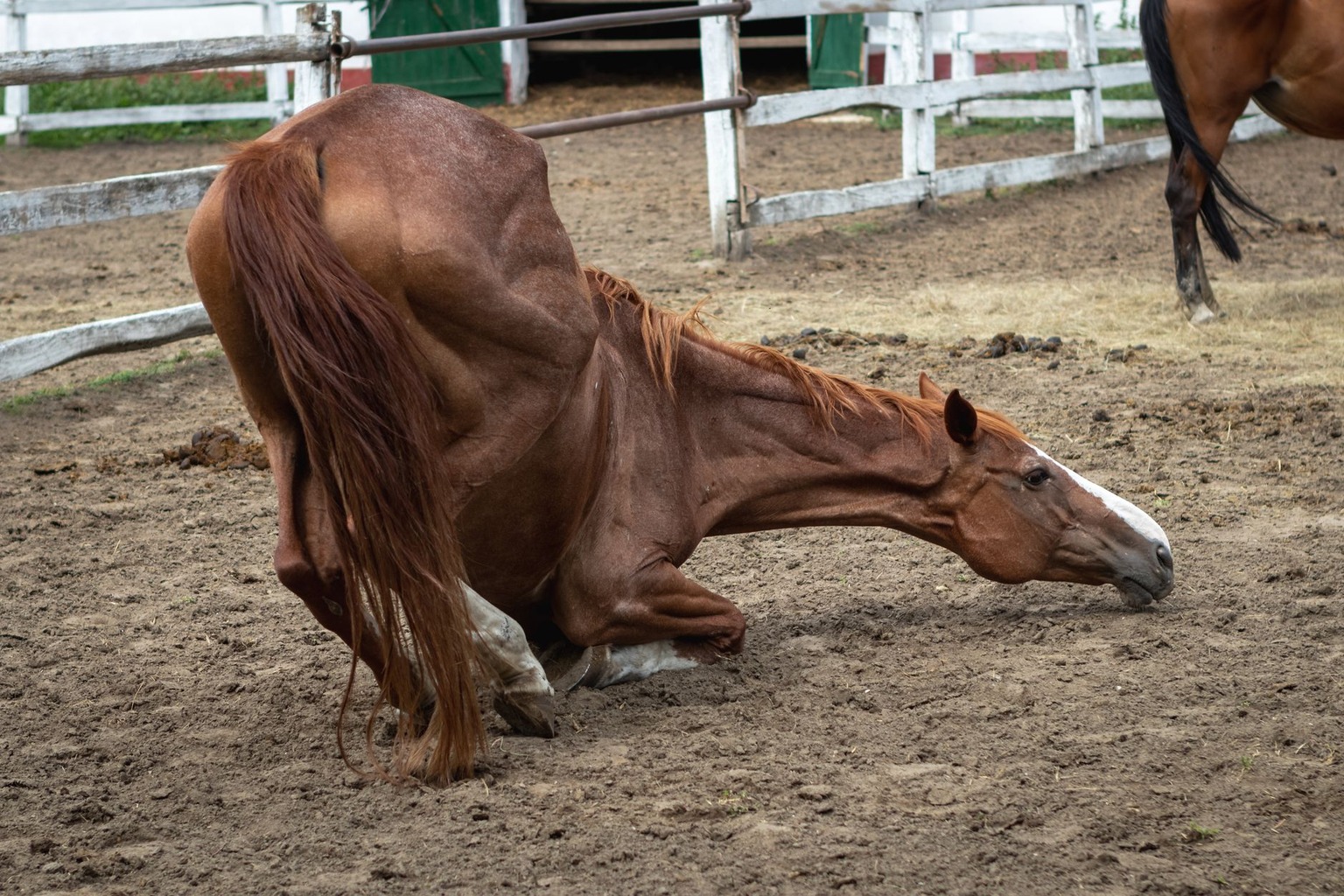 De beste manieren om je paard te motiveren tijdens training: beloningssystemen die werken — Rust en pauzes als ultieme b De beste manieren om je paard te motiveren tijdens training: beloningssystemen die werken — Rust en pauzes als ultieme b