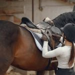 De beste uitrusting voor dressuurpaarden in 2026: wat je moet weten
