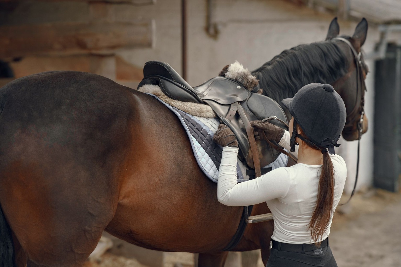 De beste uitrusting voor dressuurpaarden in 2026: wat je moet weten