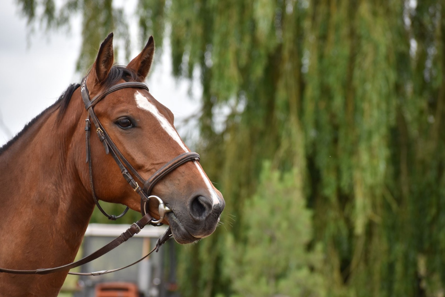 De beste uitrusting voor dressuurpaarden in 2026: wat je moet weten — De rol van hoofdstel en teugels in de dressuuruitr