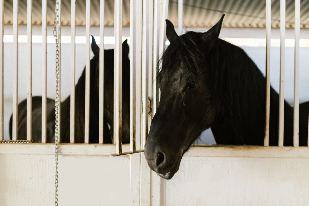 De invloed van muziek op paarden: welke geluiden helpen bij ontspanning of concentratie