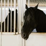 De invloed van muziek op paarden: welke geluiden helpen bij ontspanning of concentratie