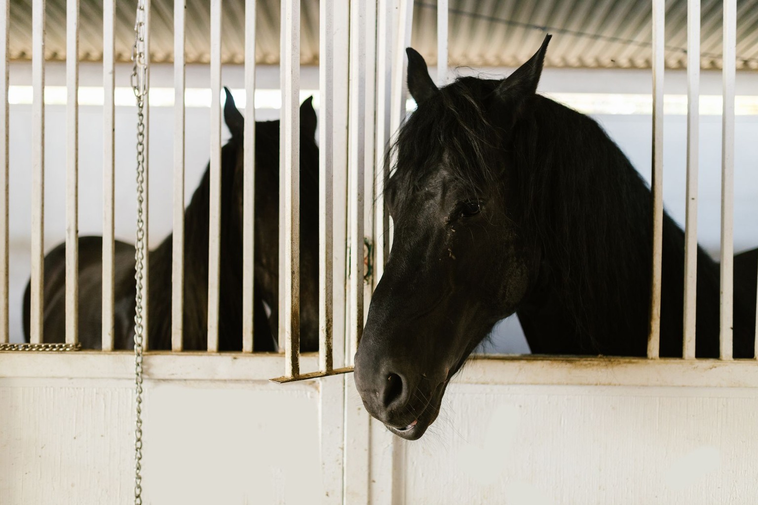 De invloed van muziek op paarden: welke geluiden helpen bij ontspanning of concentratie