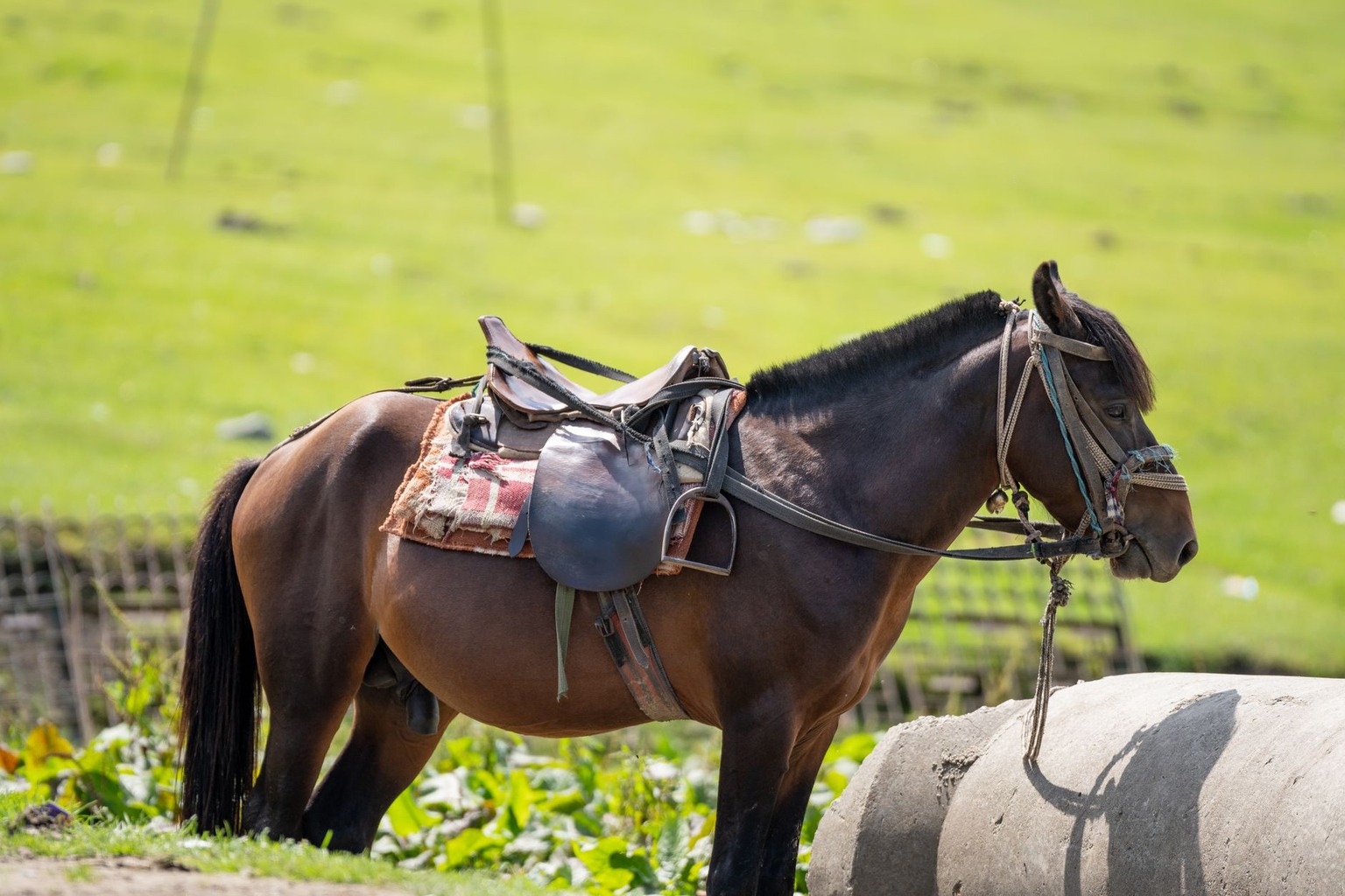 De juiste zadelkeuze voor sportpaarden: welk materiaal past bij jouw paard? — Herken en vermijd veelgemaakte fouten bij De juiste zadelkeuze voor sportpaarden: welk materiaal past bij jouw paard? — Herken en vermijd veelgemaakte fouten bij