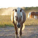 Hoe je paard leert om met nieuwe omgevingen om te gaan: desensibilisatie voor beginners
