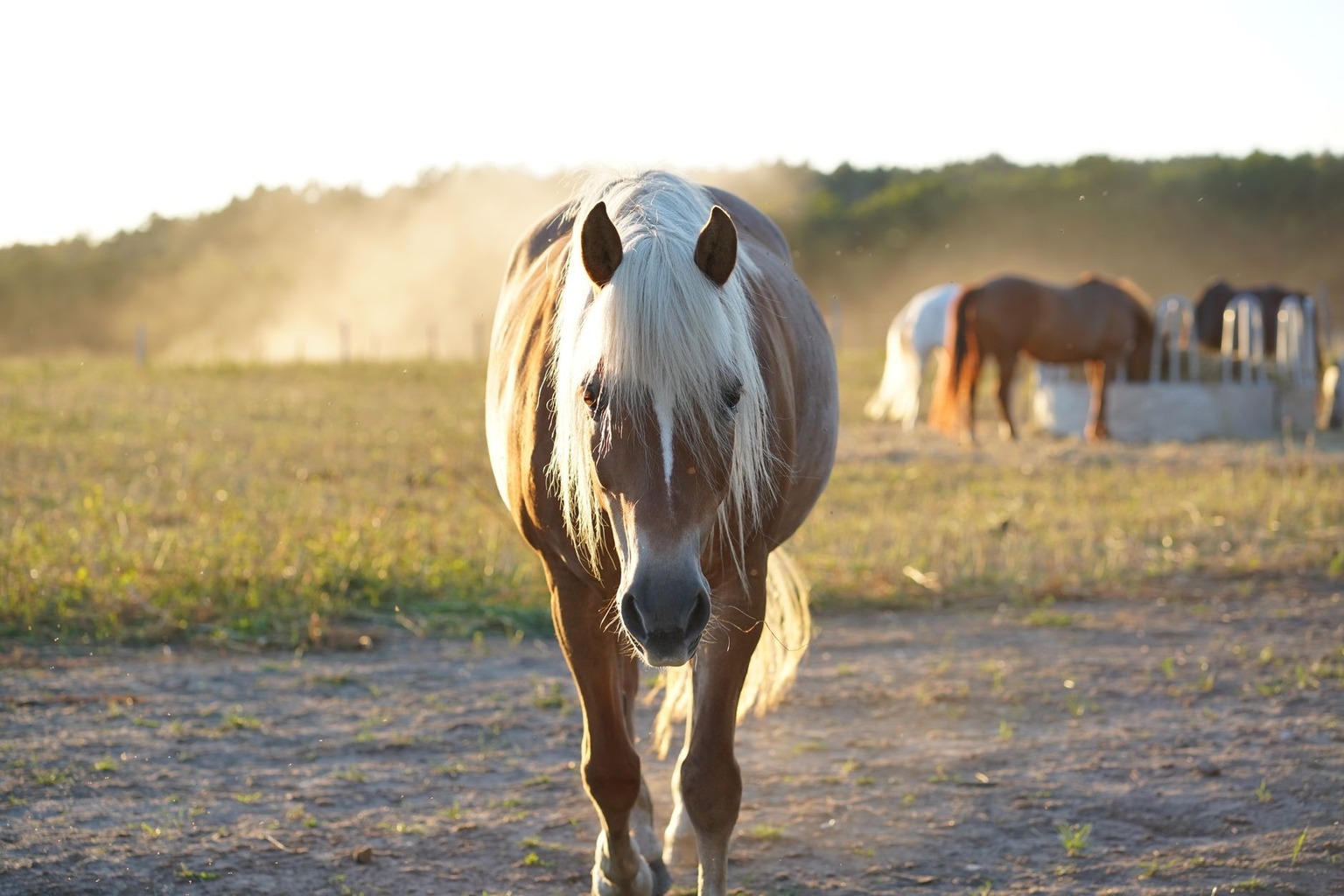 Hoe je paard leert om met nieuwe omgevingen om te gaan: desensibilisatie voor beginners