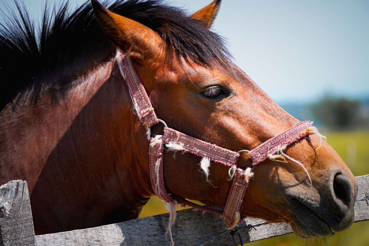 Hoe je paard leert om met nieuwe omgevingen om te gaan: desensibilisatie voor beginners — Het trainen van de 'standstill Hoe je paard leert om met nieuwe omgevingen om te gaan: desensibilisatie voor beginners — Het trainen van de 'standstill