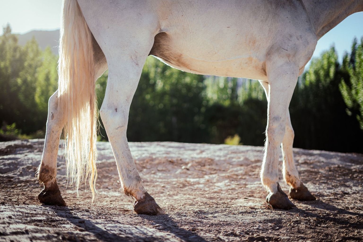 Hoefverzorging voor sportpaarden — Correcte techniek bij het krabben en reinigen Hoefverzorging voor sportpaarden — Correcte techniek bij het krabben en reinigen