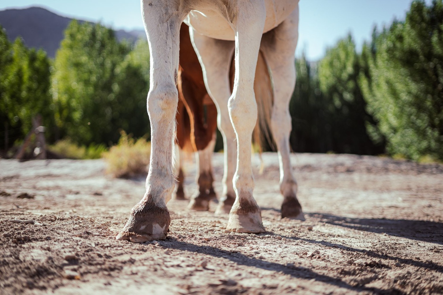 Hoefverzorging voor sportpaarden — Veelgemaakte fouten die je moet vermijden Hoefverzorging voor sportpaarden — Veelgemaakte fouten die je moet vermijden
