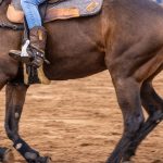 Paardensport en duurzaamheid: hoe je als ruiter milieuvriendelijker rijdt
