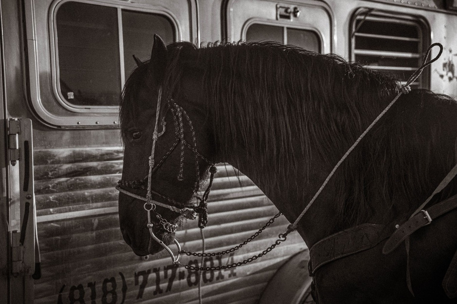 Paardentransport veilig regelen: tips voor stressvrije ritten — Veelvoorkomende fouten vermijden Paardentransport veilig regelen: tips voor stressvrije ritten — Veelvoorkomende fouten vermijden