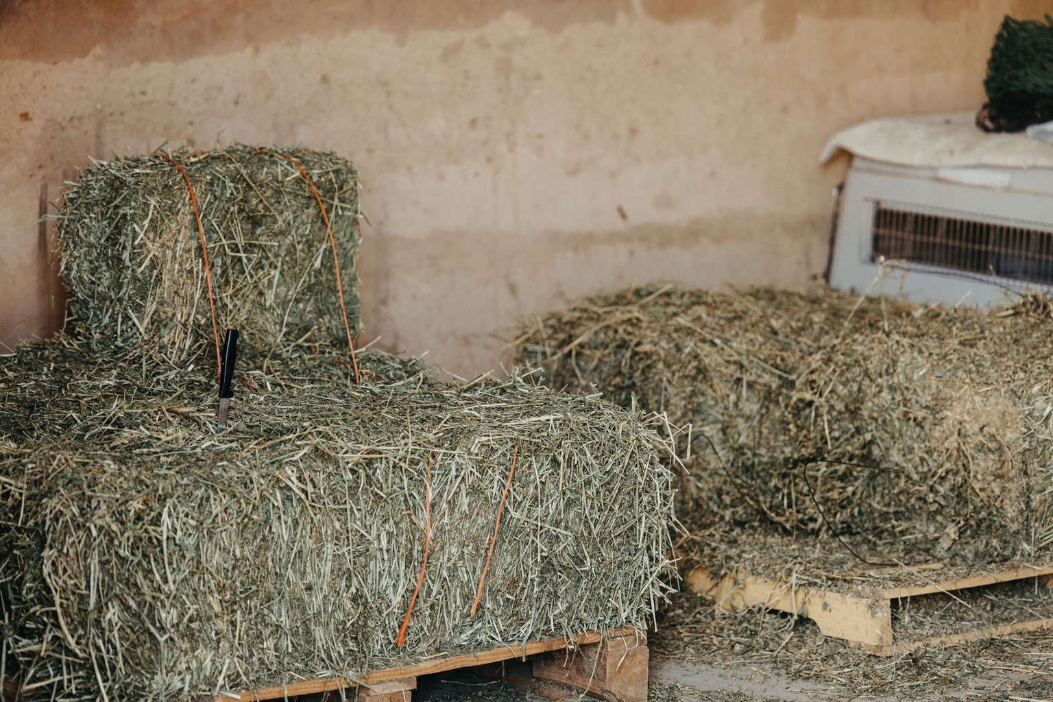 Waarom je paard in de winter extra aandacht nodig heeft: gezondheidstips